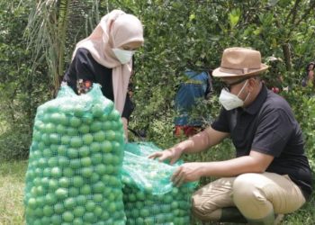 Desa Kebonagung Jadi Penghasil Jeruk Nipis Terbesar di Gresik