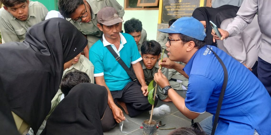 Dibimbing Praktisi Ahli, SMK Muhammadiyah 5 Gresik Lakukan Pembelajaran Grafting Pohon