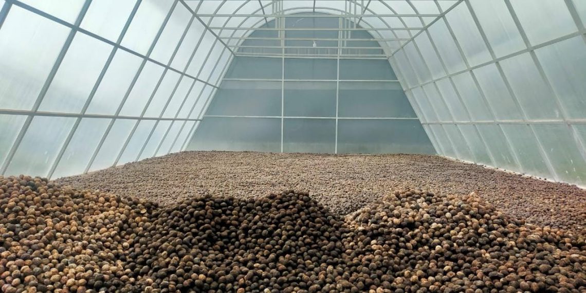 Program TEKAD Dukung Desa Inegena Siap Ekspor Produk Kemiri