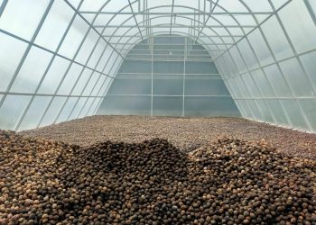 Program TEKAD Dukung Desa Inegena Siap Ekspor Produk Kemiri