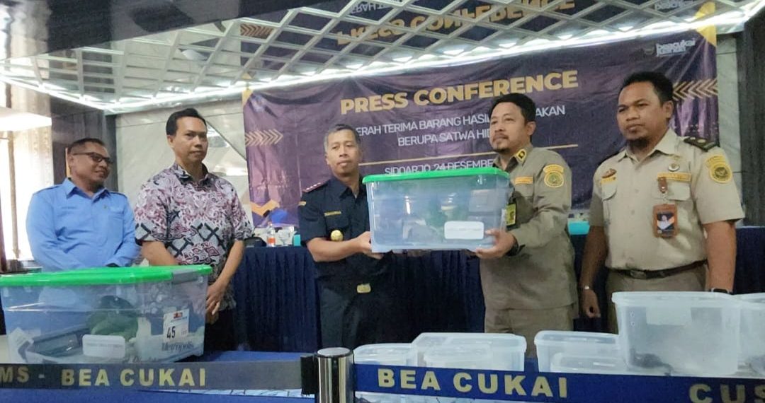 Bea Cukai Juanda Serahkan 39 Ekor Satwa Reptil Dilindungi ke Balai Karantina
