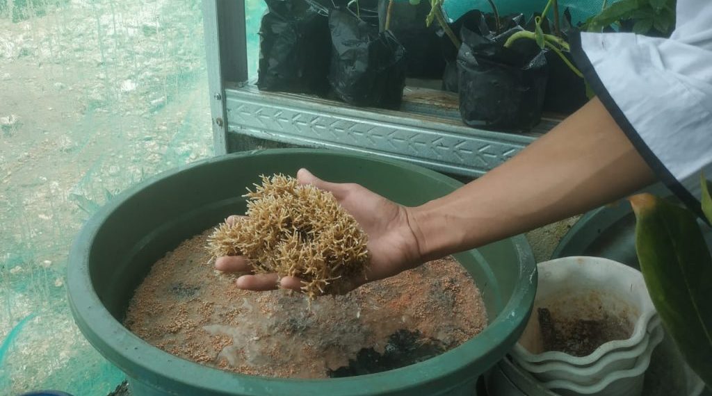 Manfaatkan Air Bekas Cucian Beras, Santri Refah Islami Sukses Budi Daya Jamur