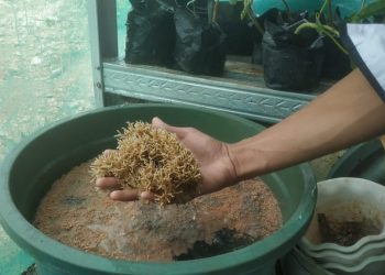 Manfaatkan Air Bekas Cucian Beras, Santri Refah Islami Sukses Budi Daya Jamur