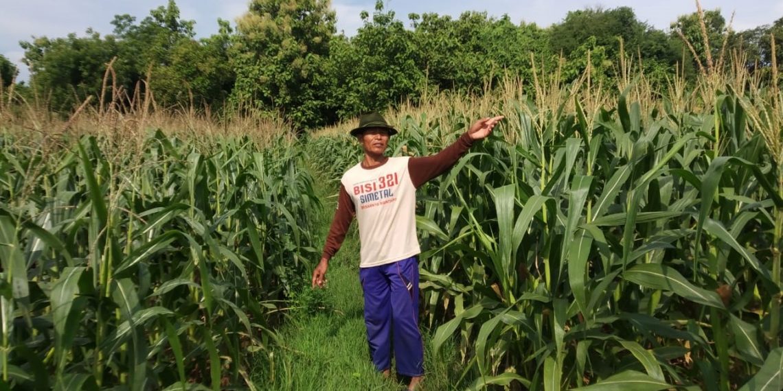 Sulit Air, TiapTahun Petani Petung Panceng Kehilangan Panen Semusim