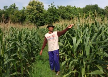Sulit Air, TiapTahun Petani Petung Panceng Kehilangan Panen Semusim