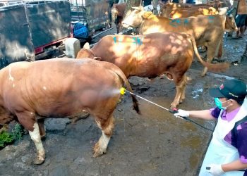 Penyakit Mulut dan Kuku Kembali Merebak, Pemkab Kediri Terjunkan Tim Kesehatan untuk Lakukan Penanganan