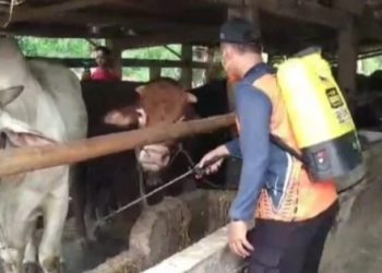 Cegah Penyebaran PMK, BPBD Gresik Semprotkan Disinfektan ke Pasar Hewan Balongpanggang