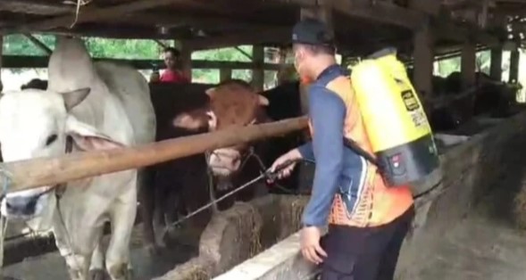 Cegah Penyebaran PMK, BPBD Gresik Semprotkan Disinfektan ke Pasar Hewan Balongpanggang