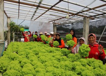 Karang Werda  Bisma Belajar ke Kampung Hidroponik Lawang