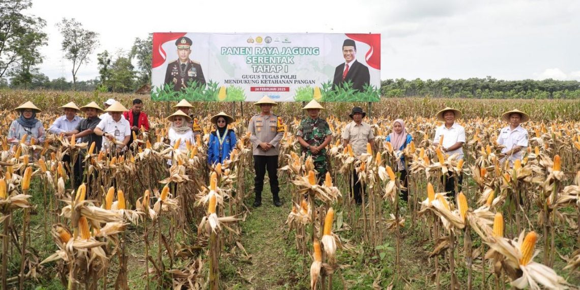 Di Kediri, Tanam Jagung November Lalu, Kini  Siap Panen Raya