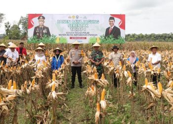 Di Kediri, Tanam Jagung November Lalu, Kini  Siap Panen Raya