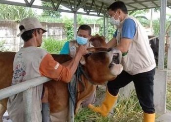 Gencarkan Vaksinasi, Perkembangan PMK di Kota Kediri Melandai