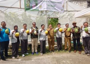 Berkat Dukungan Smelting, Warga Desa Sukomulyo Manyar Sukses Panen Melon Kualitas Premium