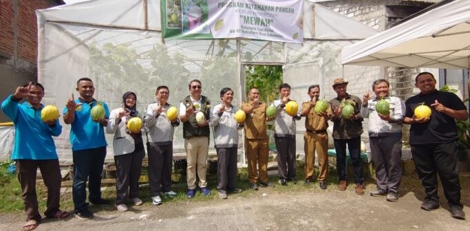 Berkat Dukungan Smelting, Warga Desa Sukomulyo Manyar Sukses Panen Melon Kualitas Premium