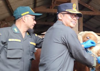 30 Ekor Sapi  Diperiksa oleh Karantina Jawa Timur, Pengawasan Jelang Idul Fitri 2025