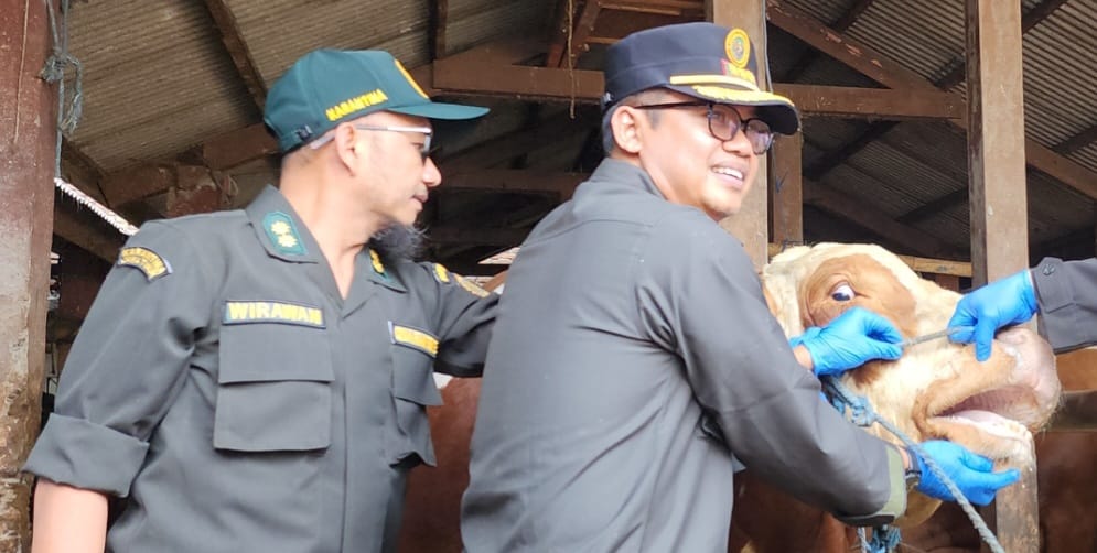 30 Ekor Sapi Diperiksa oleh Karantina Jawa Timur, Pengawasan Jelang Idul Fitri 2025