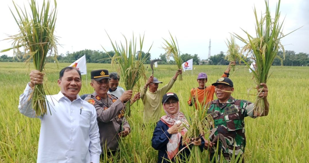 Bambang Haryo Panen Raya Padi di Tarik, Tegaskan Petani Harus Sejahtera