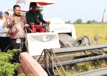 Panen Raya Padi di Gresik, Mentan Amran Apresiasi Produksi Tinggi dan Serapan Gabah Petani Maksimal