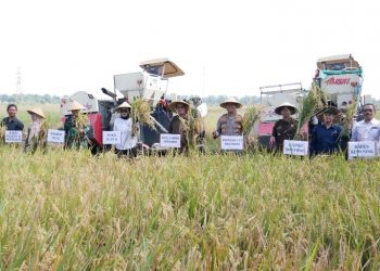 Produksi Panen Padi di Sidoarjo Meningkat Hingga 8 Ton Per Hektare