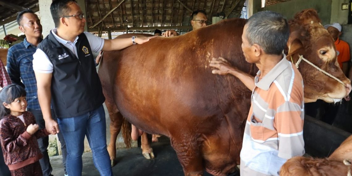 Rezeki Nomplok, Dua Sapi Milik Peternak Gresik Dibeli Presiden Prabowo