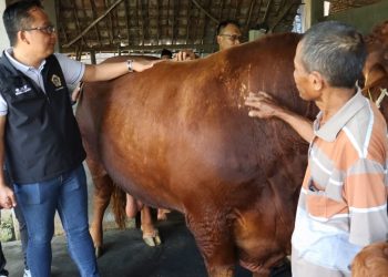 Rezeki Nomplok, Dua Sapi Milik Peternak Gresik Dibeli Presiden Prabowo