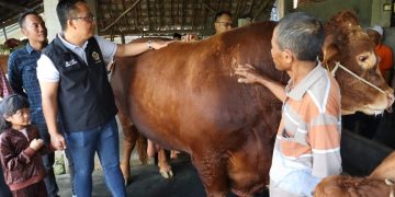 Rezeki Nomplok, Dua Sapi Milik Peternak Gresik Dibeli Presiden Prabowo