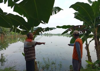Bendungan Tak Memadai, Sawah dan Tambak 4 Desa di Dukun Gresik Terendam Banjir