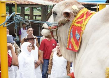 Presiden Prabowo Pilih Sapi dari Jatim, Khofifah Pastikan Hewan Kurban Sehat dan Terawat