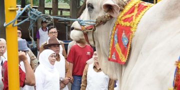 Presiden Prabowo Pilih Sapi dari Jatim, Khofifah Pastikan Hewan Kurban Sehat dan Terawat