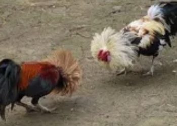 GEMAH Kecam Dugaan Pemerasan Wakil Ketua Komisi D DKI dan Gemar Judi Sabung Ayam