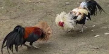 GEMAH Kecam Dugaan Pemerasan Wakil Ketua Komisi D DKI dan Gemar Judi Sabung Ayam