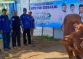 DPD PAN Sidoarjo Rayakan Idul Adha dengan Berkurban Seekor Sapi
