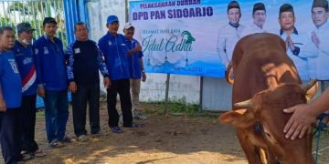 DPD PAN Sidoarjo Rayakan Idul Adha dengan Berkurban Seekor Sapi