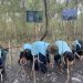 Tanam ’Mangrove’, Kado untuk HUT Surabaya