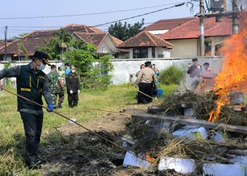 4,4 Ton Benih Jagung Thailand, Dimusnahkan Karantina Jatim