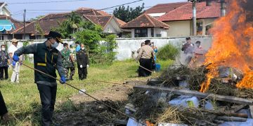 4,4 Ton Benih Jagung Thailand, Dimusnahkan Karantina Jatim