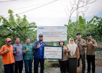 Laznas BMH dan Perhutani Tinjau Lahan Budidaya Pisang Cavendish di Sidoarjo