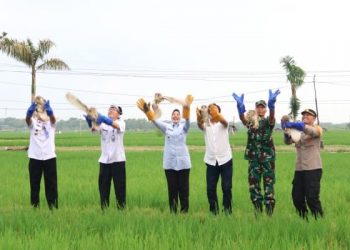 Terobosan Aman dan Ramah Lingkungan, Bojonegoro Kembangkan Rubuha untuk Pengendalian Hama Tikus Sawah