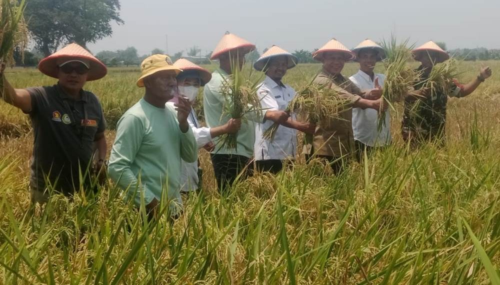 Panen Raya di Gamping Rowo, Bambang Haryo Siap Kawal Harga Gabah dan Dukung Petani Panen Tiga Kali