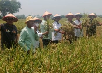 Panen Raya di Gamping Rowo, Bambang Haryo Siap Kawal Harga Gabah dan Dukung Petani Panen Tiga Kali