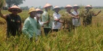Panen Raya di Gamping Rowo, Bambang Haryo Siap Kawal Harga Gabah dan Dukung Petani Panen Tiga Kali