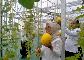 Wabup Kediri Panen Melon Hidroponik, Lahan Nganggur Disulap Jadi Sumber Ekonomi Baru