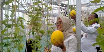 Wabup Kediri Panen Melon Hidroponik, Lahan Nganggur Disulap Jadi Sumber Ekonomi Baru