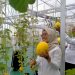 Wabup Kediri Panen Melon Hidroponik, Lahan Nganggur Disulap Jadi Sumber Ekonomi Baru