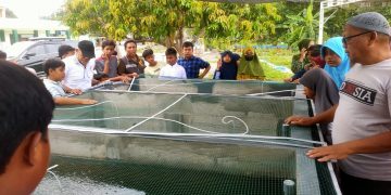 SD Almadany Terapkan Pembelajaran Budi Daya Ikan di Kolam, Siswa Kepincut Ingin Tahu