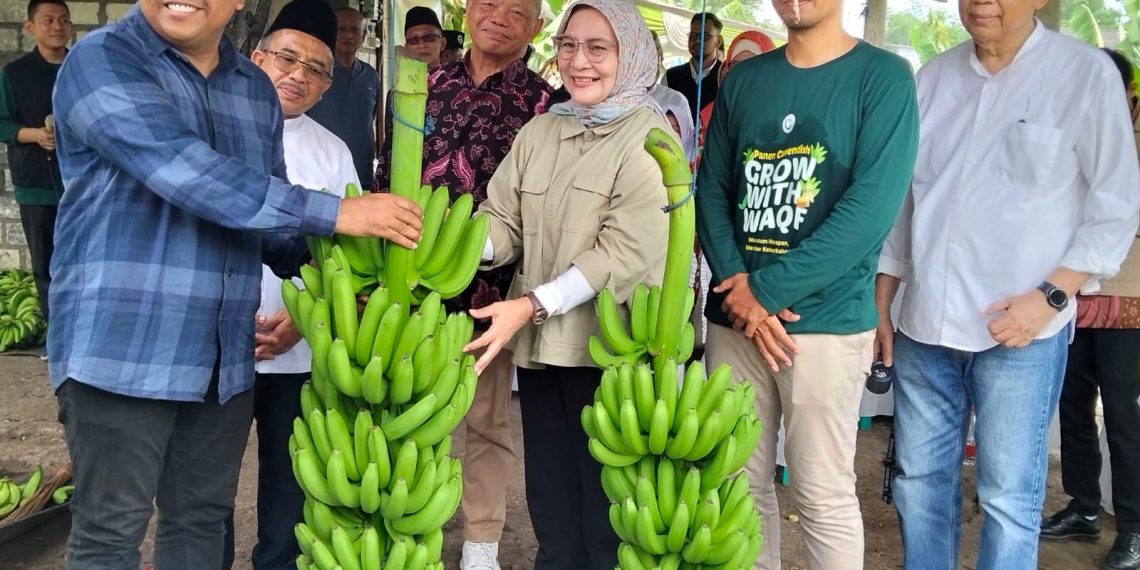 Gerakan Wakaf Indonesia Panen Pisang Cavendish pada Lahan 5 Hektar