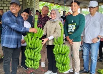 Gerakan Wakaf Indonesia Panen Pisang Cavendish pada Lahan 5 Hektar