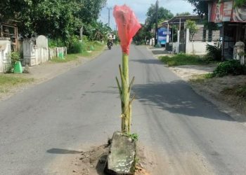 Pemerintah Dianggap Tutup Mata, Warga Kediri Tanam Pisang di Jalan Rusak