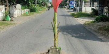 Pemerintah Dianggap Tutup Mata, Warga Kediri Tanam Pisang di Jalan Rusak