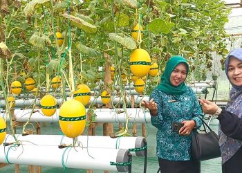 BUMDes Gading Makmur Buat Destinasi Wisata Petik Melon Hidroponik
